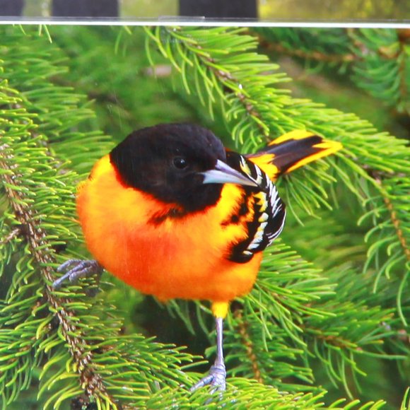 A Beautifully Coloured Oriole 8" x 10" Print - Picture 2 of 3